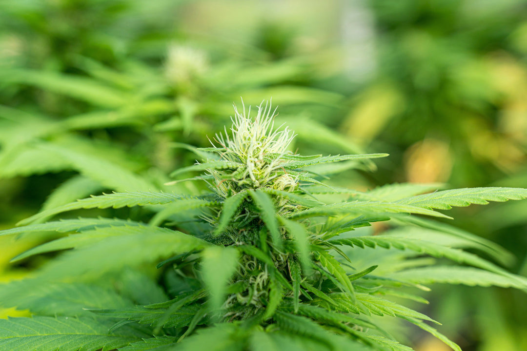 Der ultimative Guide: Das perfekte Licht für deine Autoflower Sämlinge