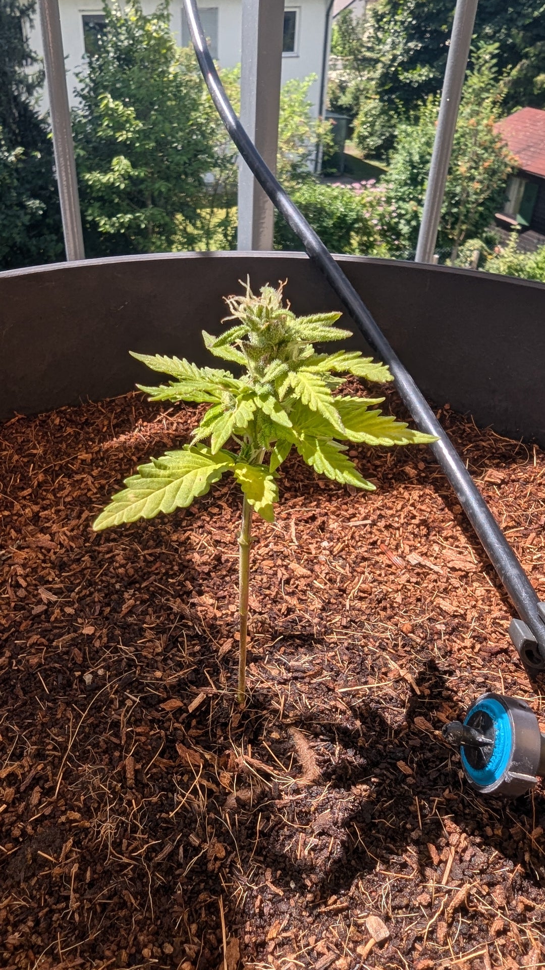 Warum bleiben Autoflower klein? Wie du das Beste aus deiner Ernte herausholen kannst