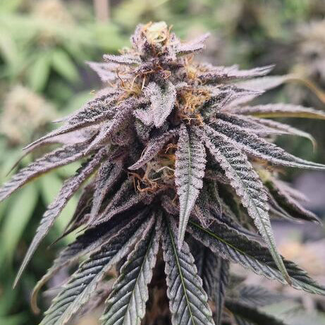 Cali Stecklinge - Deine US-Cuts aus Deutschland