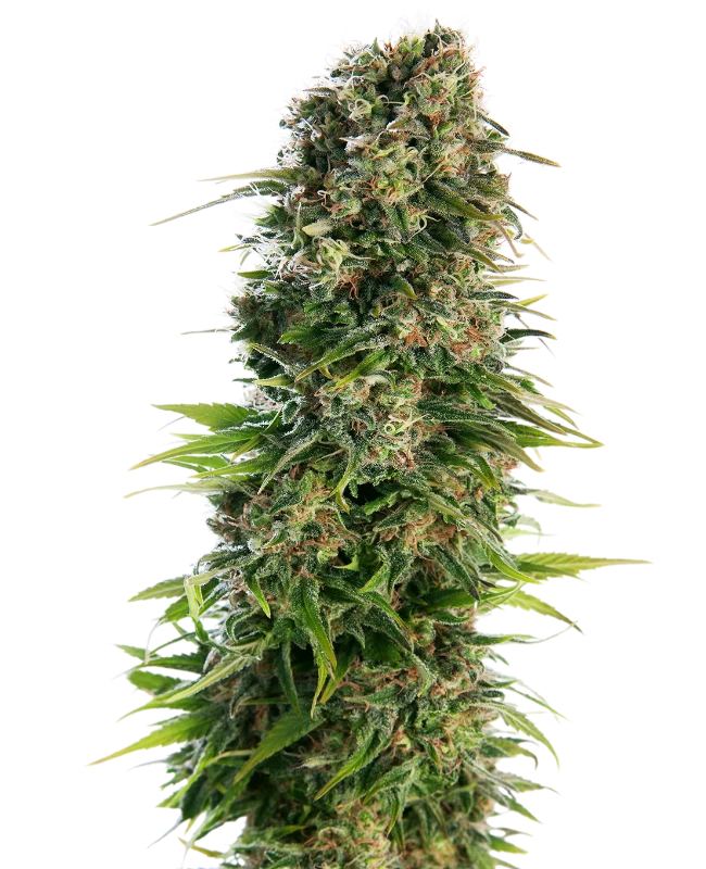 Hindu Kush - Samen Automatic