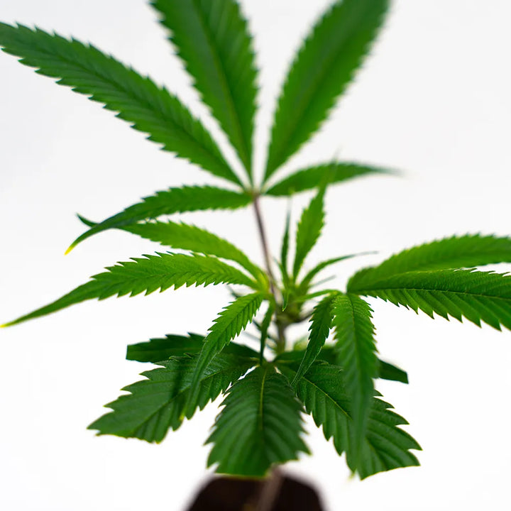 Big Bud - Steckling image 3