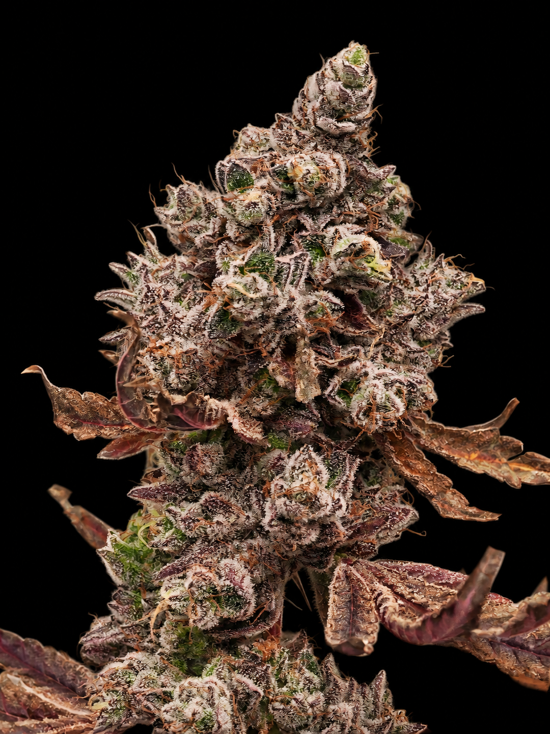 Ape Shit - Steckling (3rd Coast Genetics)