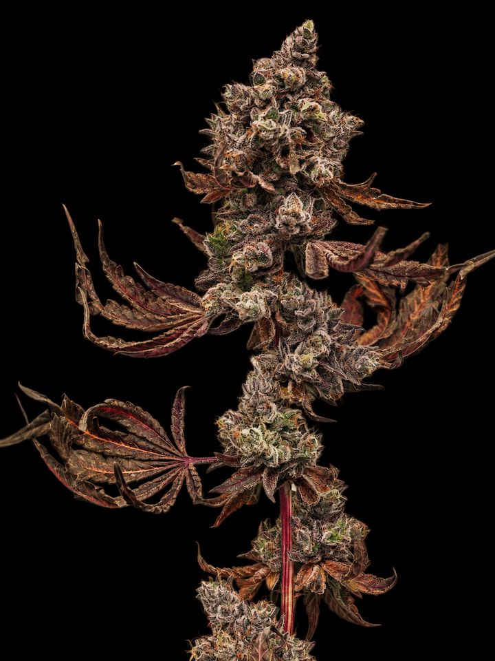 Ape Shit - Steckling (3rd Coast Genetics)