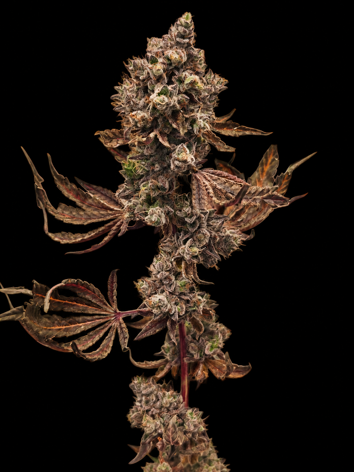 Ape Shit - Steckling (3rd Coast Genetics)