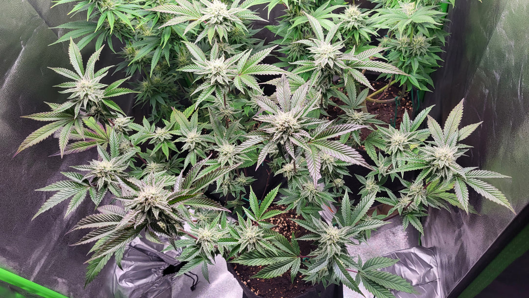 Super Lemon Haze - Steckling