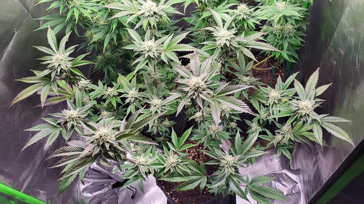 Super Lemon Haze - Steckling