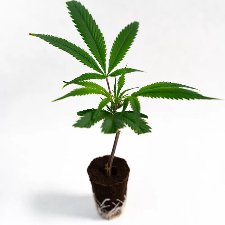 Big Bud - Steckling image 0