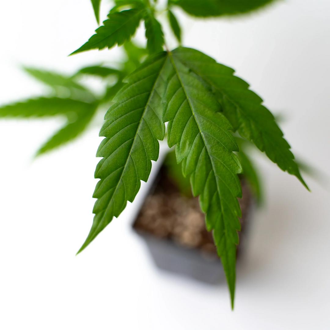 Halle Berry - Steckling (Breeder's Cut) image 3