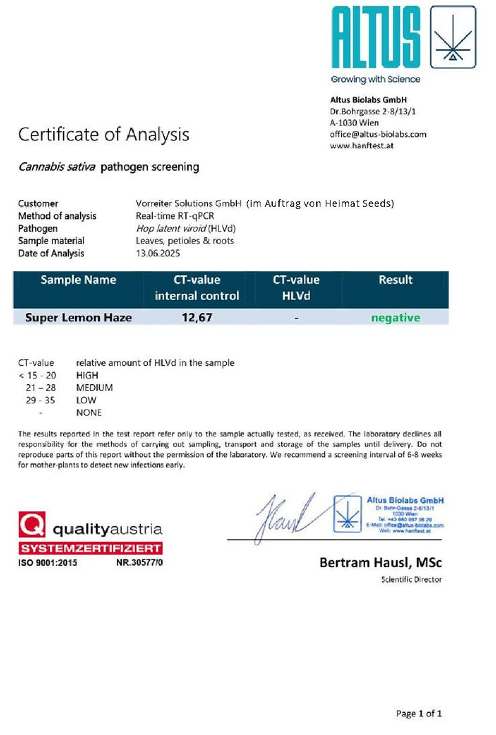 Super Lemon Haze - Steckling