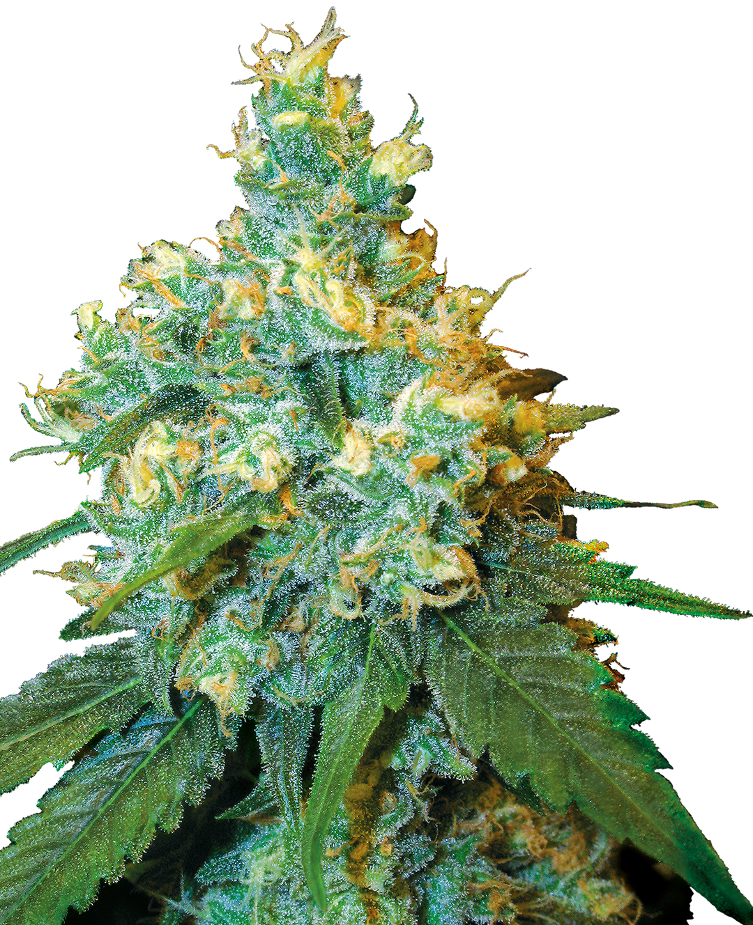 Jack Herer - Feminisierte Hanfsamen image 1