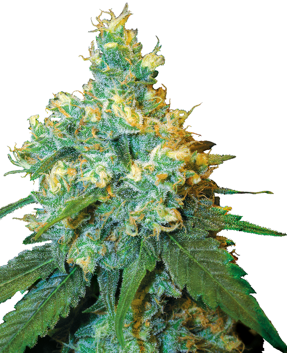 Jack Herer - Feminisierte Hanfsamen image 1