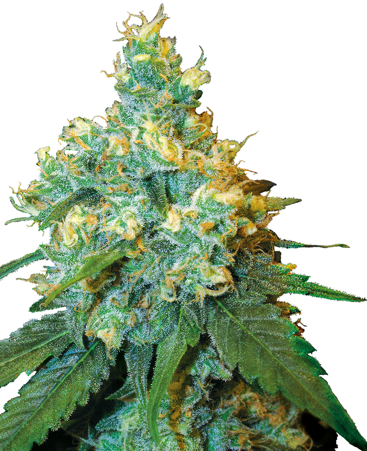 Jack Herer - Feminisierte Hanfsamen image 1