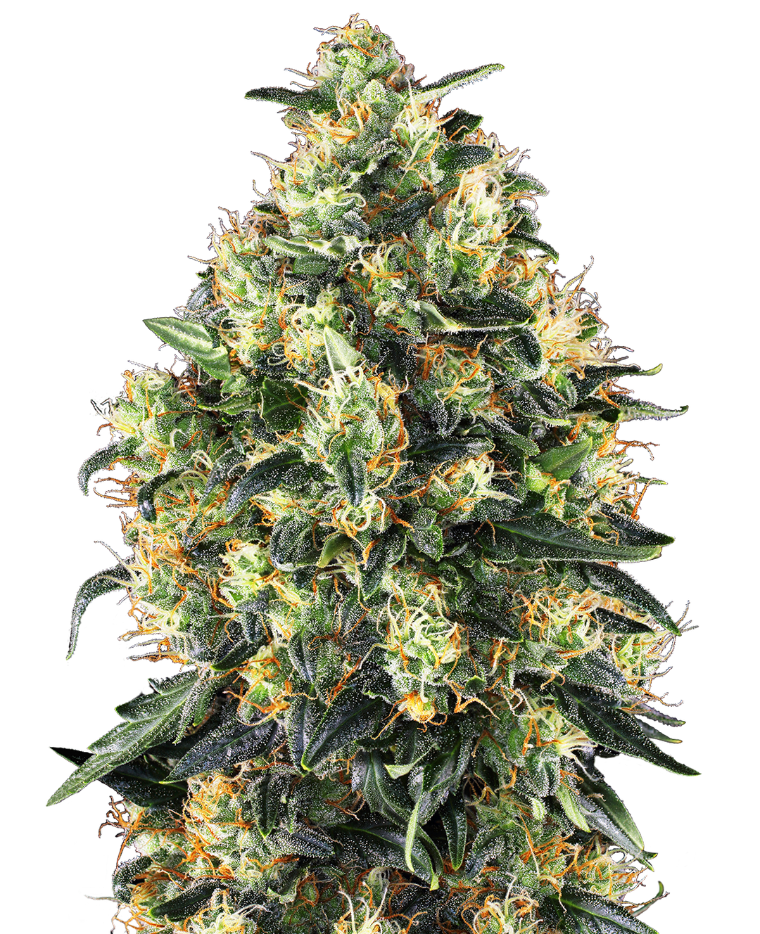 Super Skunk Automatic - Samen image 1