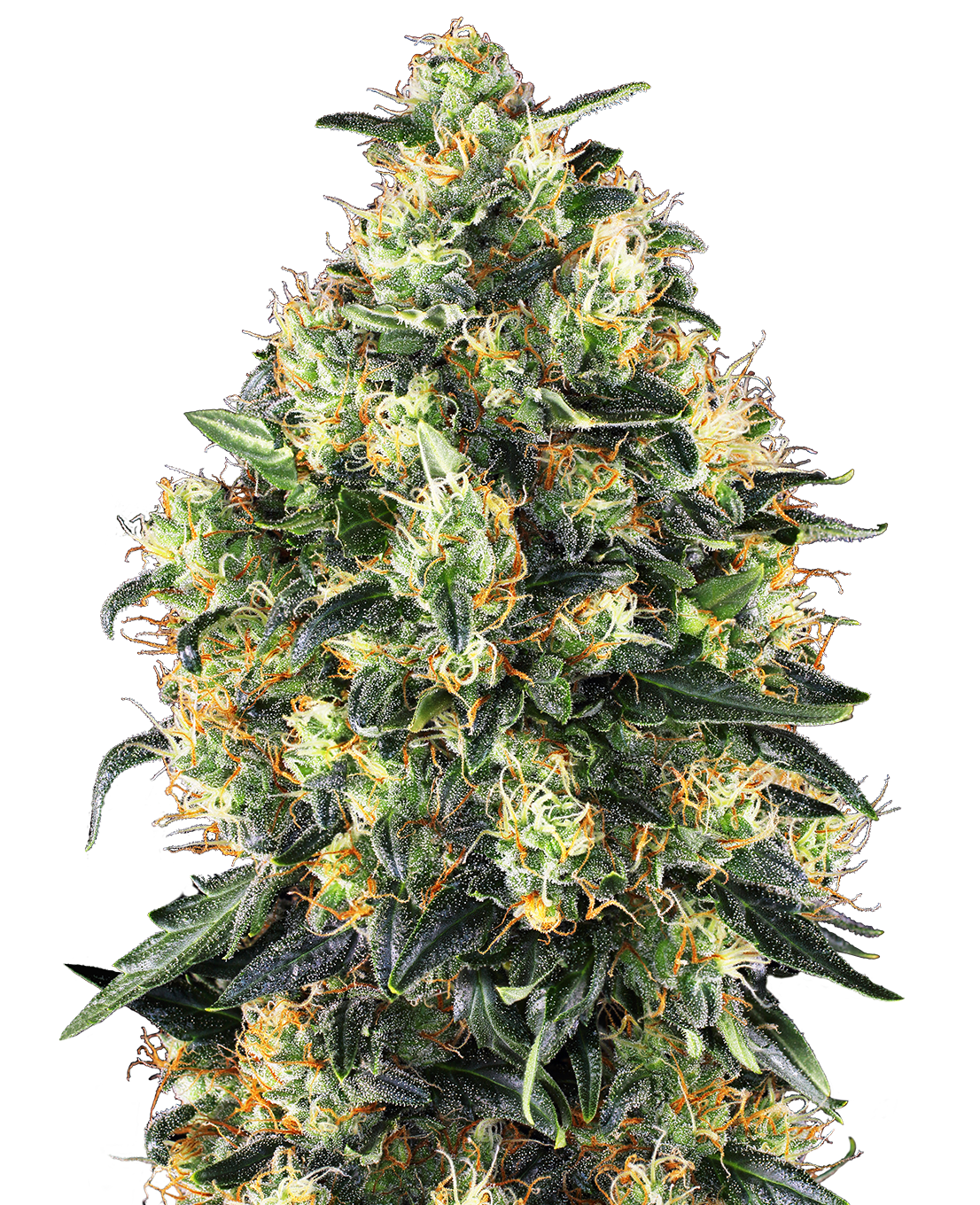 Super Skunk Automatic - Samen image 1