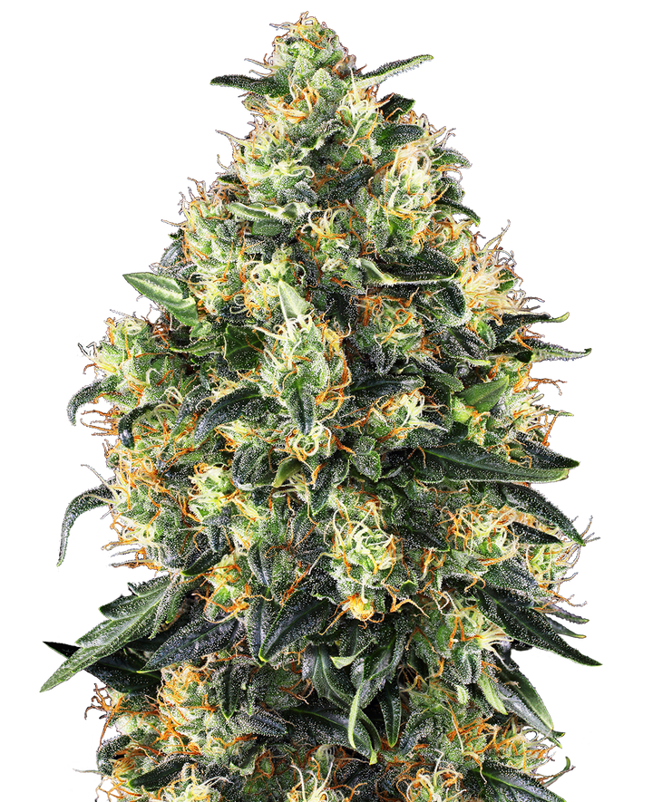 Super Skunk Automatic - Samen image 1