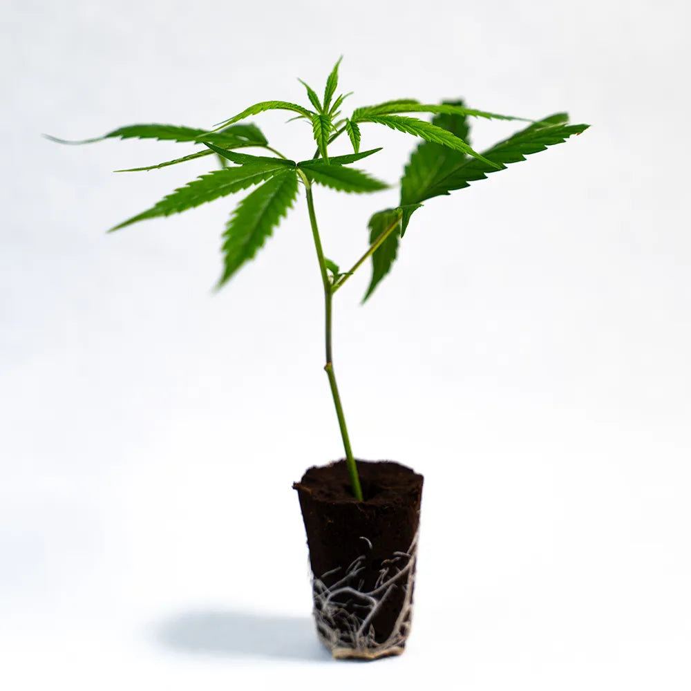 Super Boof - Steckling (US Cut) image 0