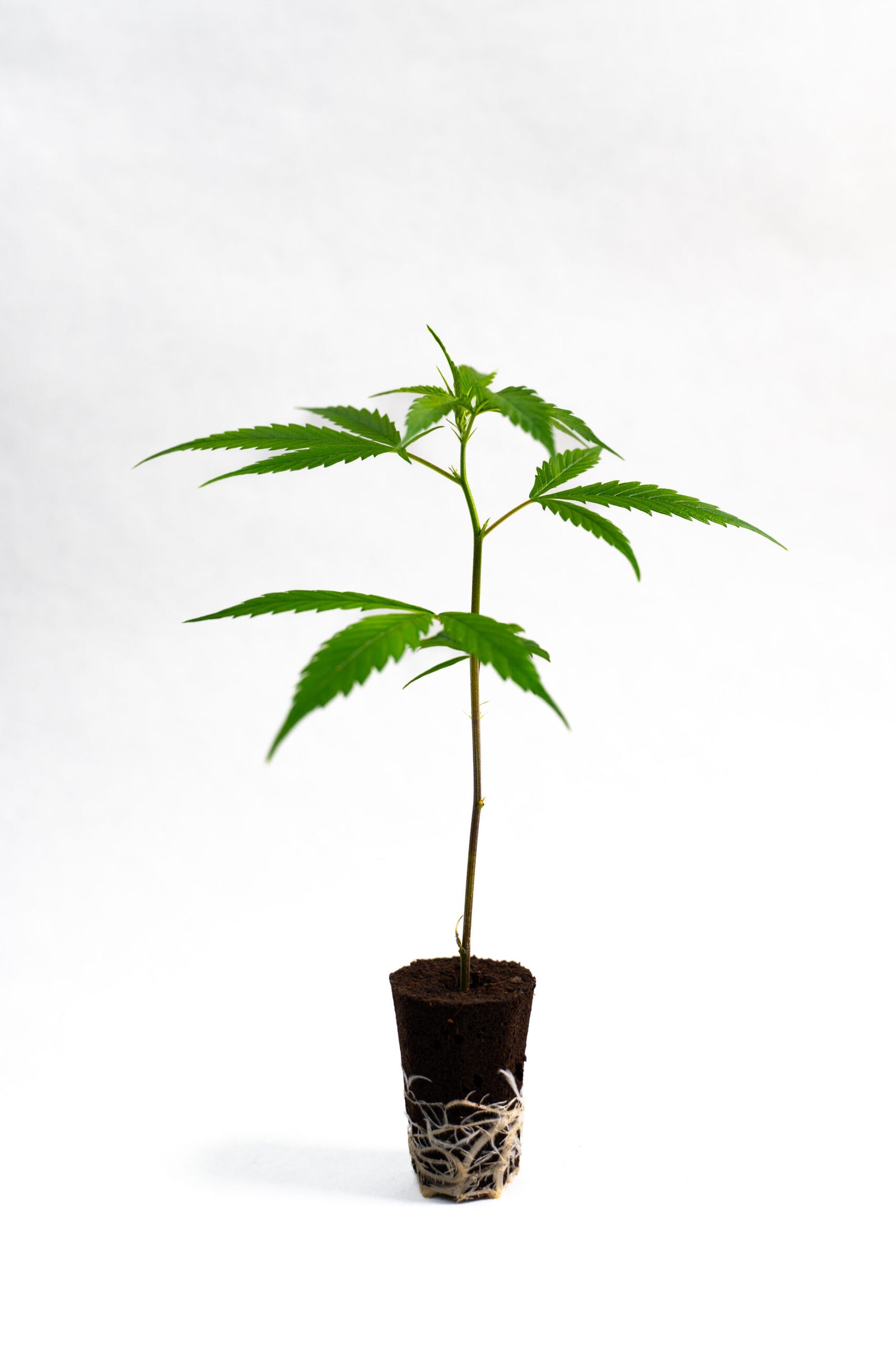 Halle Berry - Steckling (Breeder's Cut) image 0