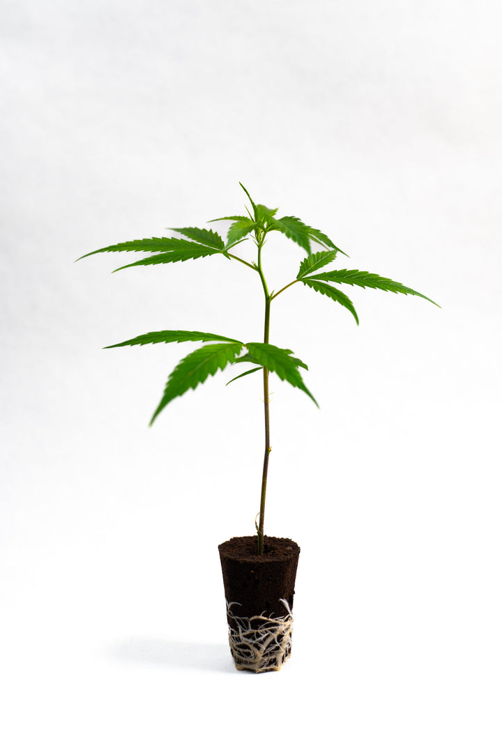 Halle Berry - Steckling (Breeder's Cut) image 0