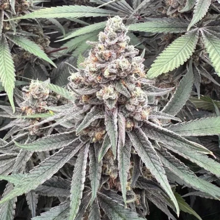 Super Boof - Steckling (US Cut) image 1