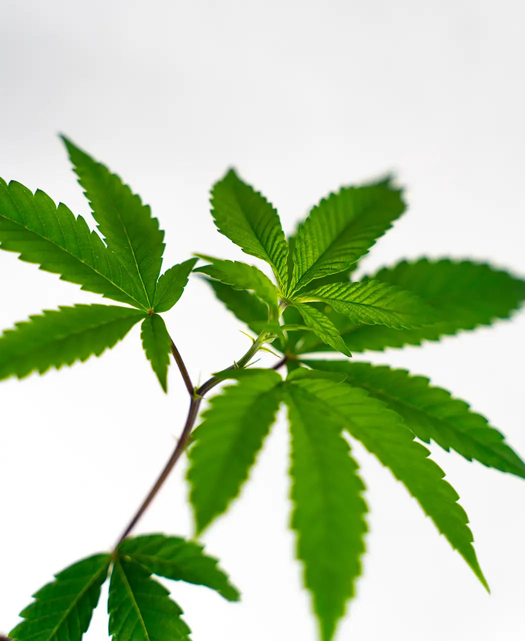 Super Boof - Steckling (US Cut) image 4