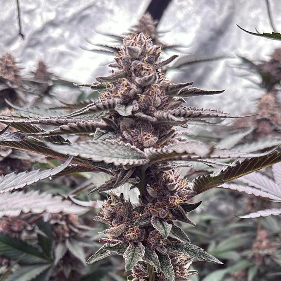 Halle Berry - Steckling (Breeder's Cut) image 4