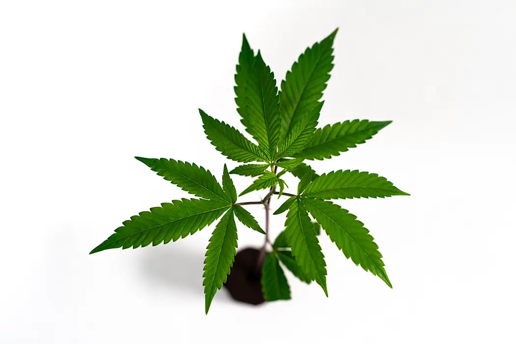 Super Boof - Steckling (US Cut) image 3