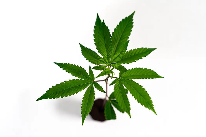 Super Boof - Steckling (US Cut) image 3