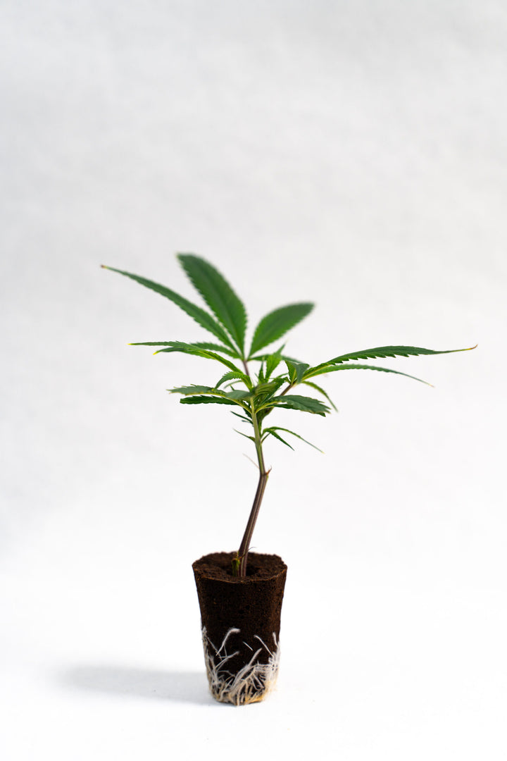 Big Bud - Steckling image 1