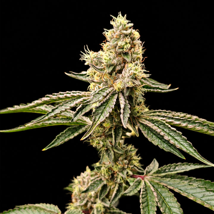 Ape Shit - Steckling (3rd Coast Genetics)