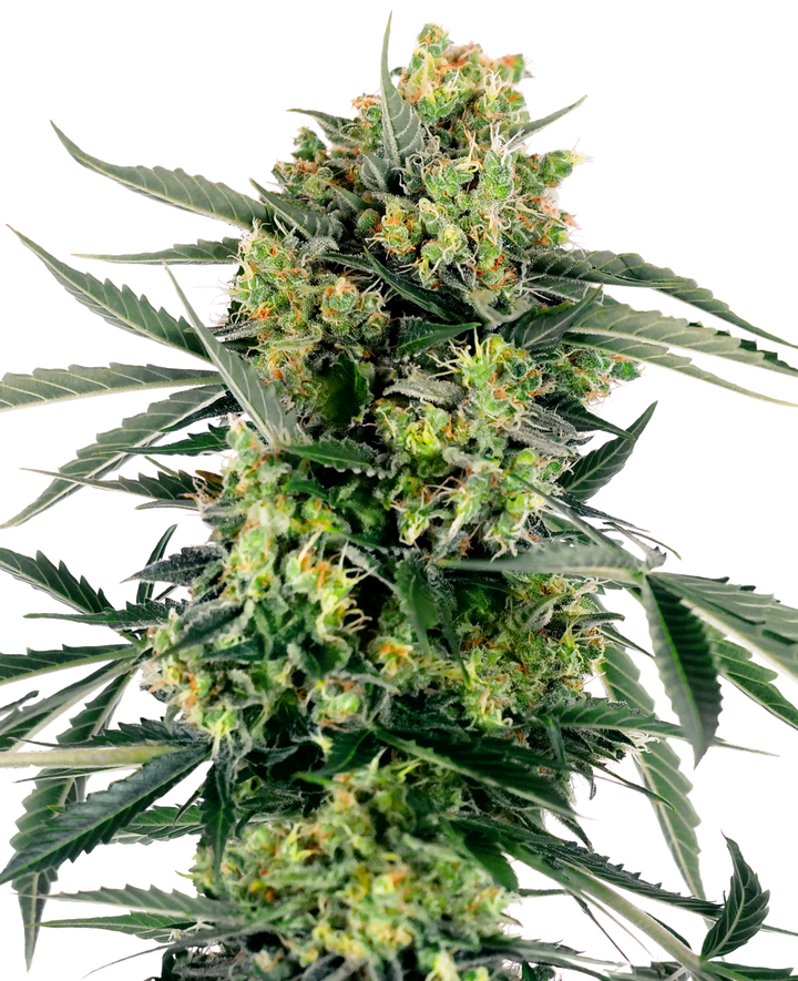 Blue Berry Candiez Automatic - Sensi Seeds