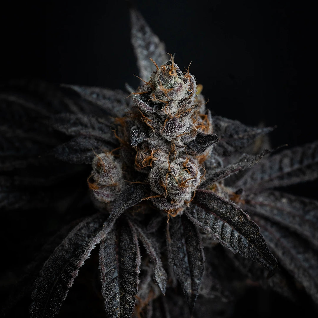 Blue Zushi - Steckling (Breeder&