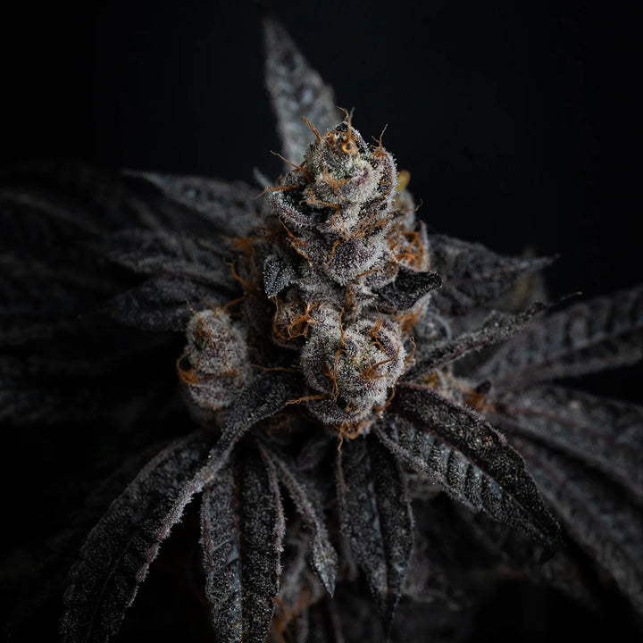 Blue Zushi - Steckling (Breeder&