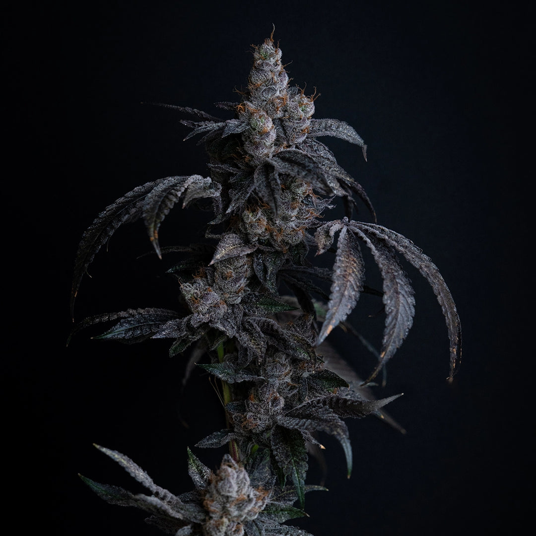 Blue Zushi - Steckling (Breeder&