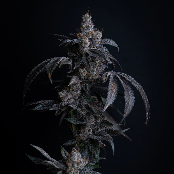 Blue Zushi - Steckling (Breeder&