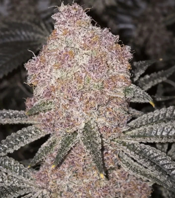 Boujee B!tch- Steckling (Relentless Genetics)