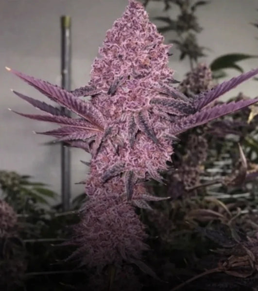 steckling zelt Boujee B!tch- Steckling (Relentless Genetics)