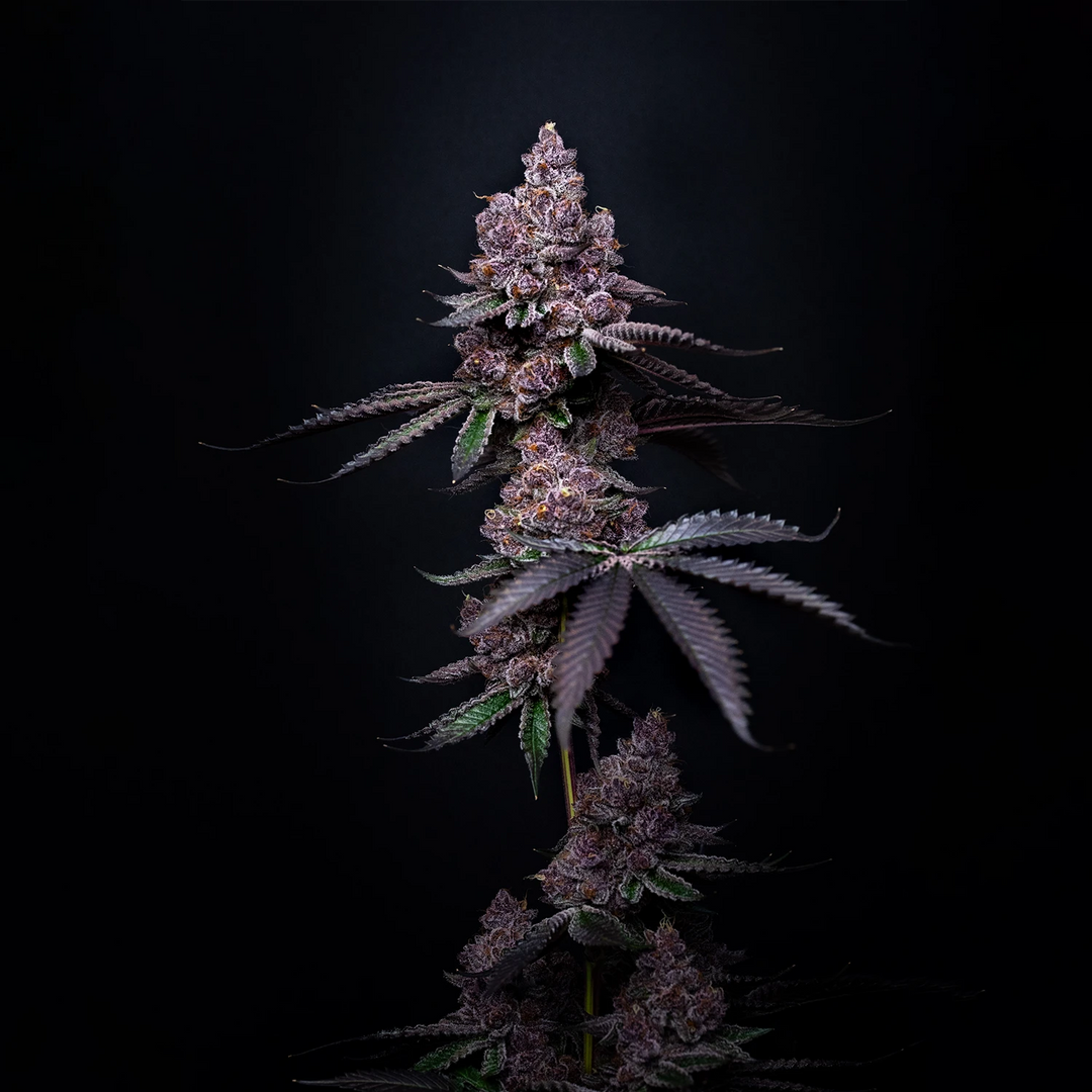 Boujee B!tch- Steckling (Relentless Genetics)