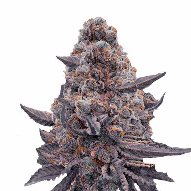 Bubble Gum Sherb - Feminized Seeds