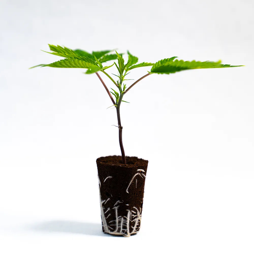 Cannabis Stecklinge kaufen