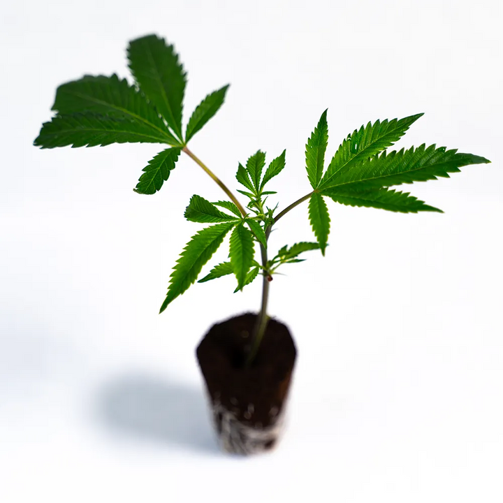 Blackberry Nuggets - Steckling