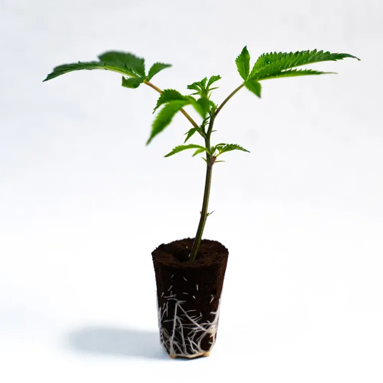 Blackberry Nuggets - Steckling