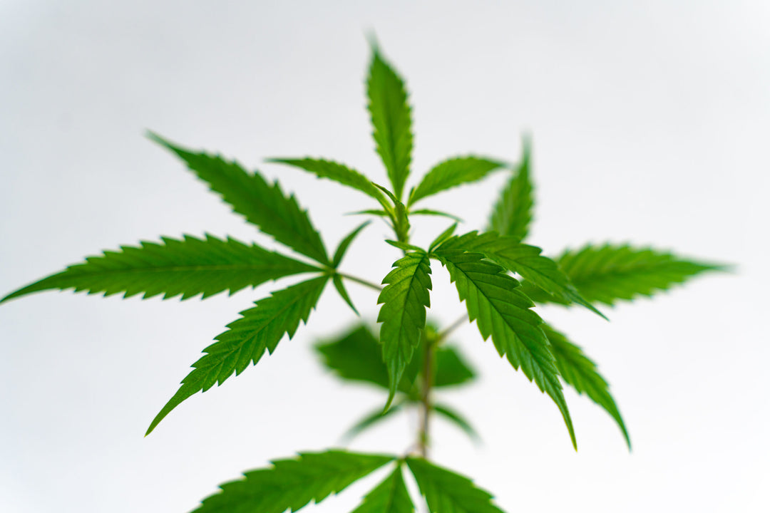 Cap Junky - Original Breeder Cut