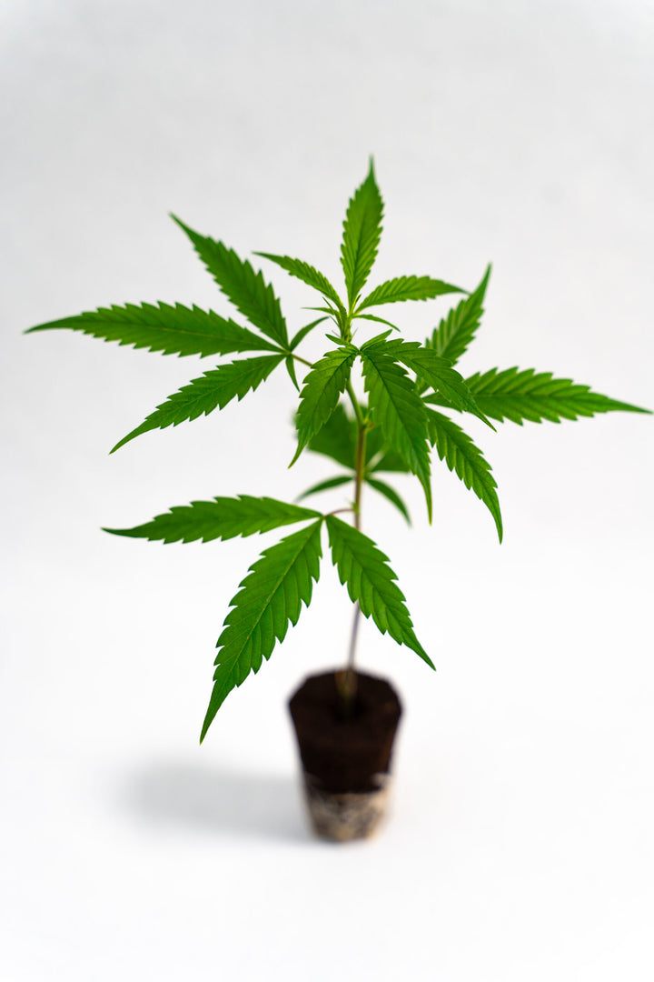 Cap Junky - Original Breeder Cut