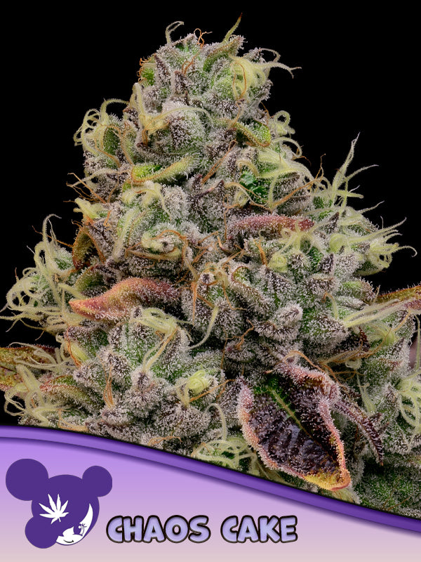 Chaos Cake - Feminisierte Cannabissamen