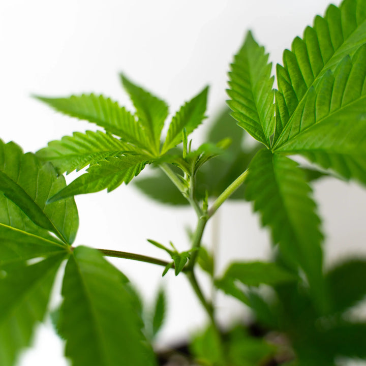 Ed Rosenthal Super Bud - Steckling