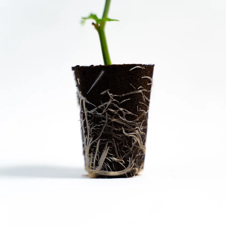 Ed Rosenthal Super Bud - Steckling