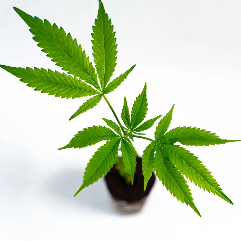 Ed Rosenthal Super Bud - Steckling