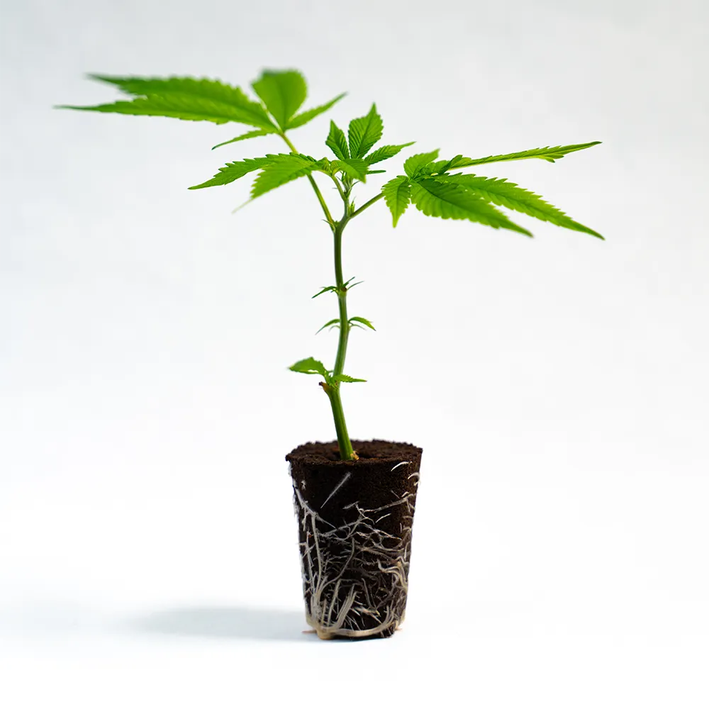 Ed Rosenthal Super Bud - Steckling