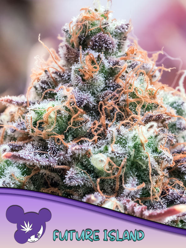 Future Island - Samen Feminisiert