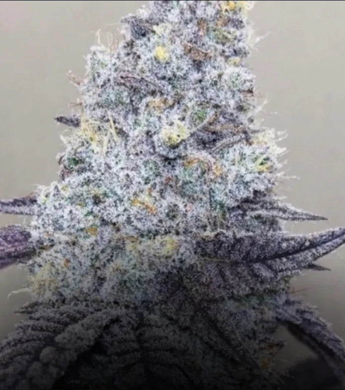 G13 Skunk - Steckling (Pop Genetics)
